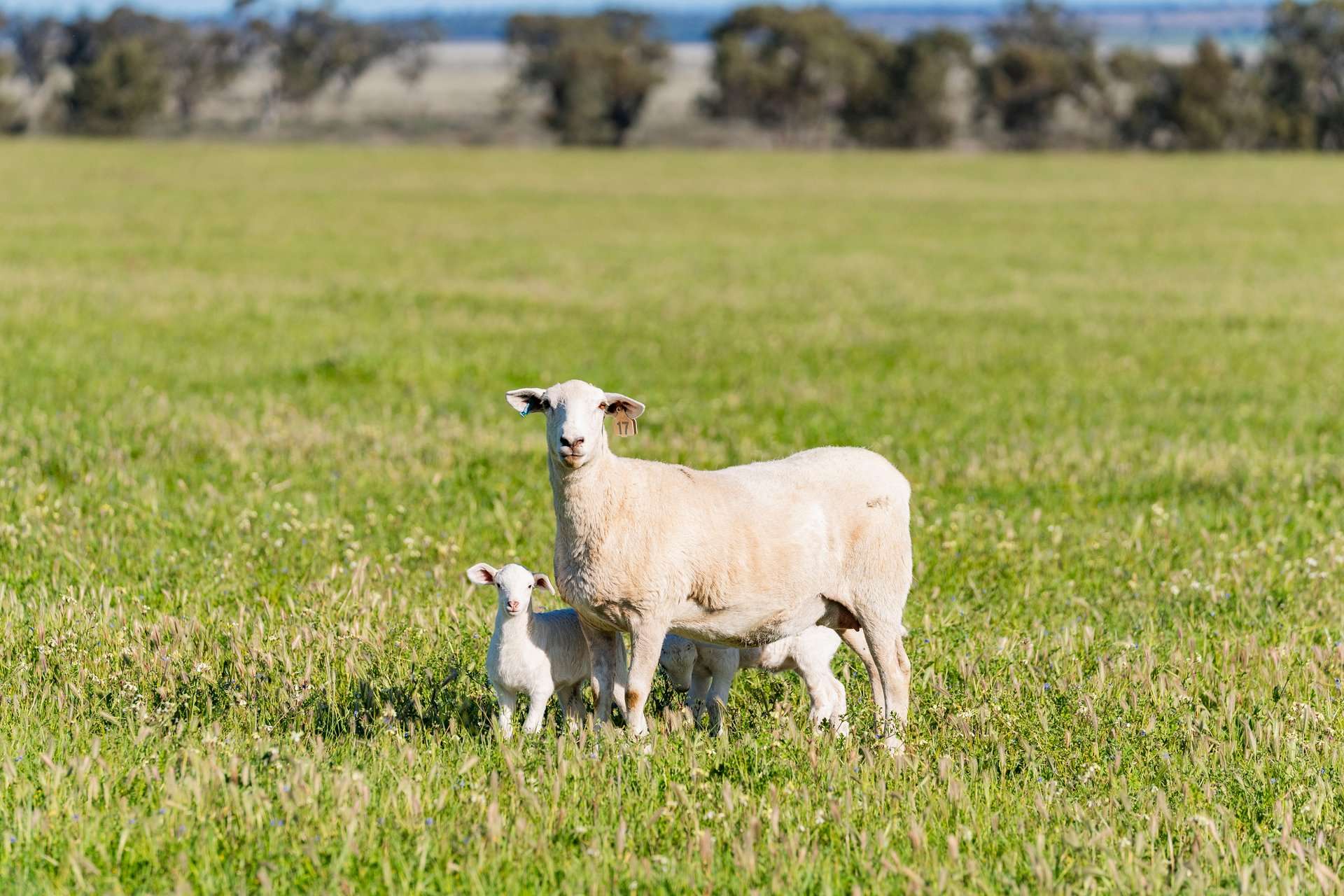 289 Kamarah Road, Narrandera For Sale by Farmbuy.com - image 13