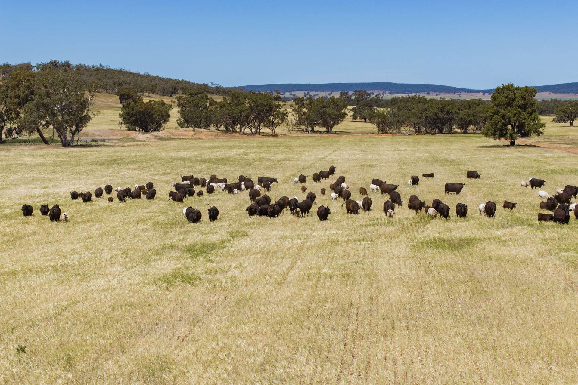 289 Kamarah Road, Narrandera For Sale by Farmbuy.com - image 9