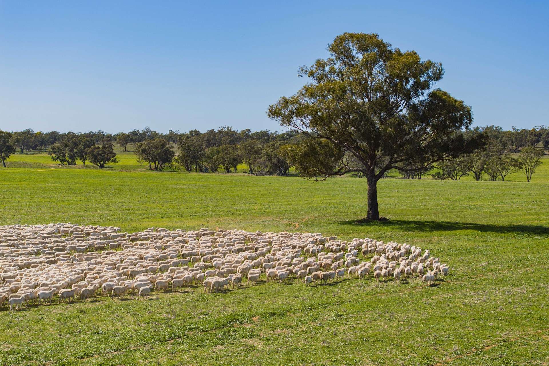 289 Kamarah Road, Narrandera For Sale by Farmbuy.com - image 2