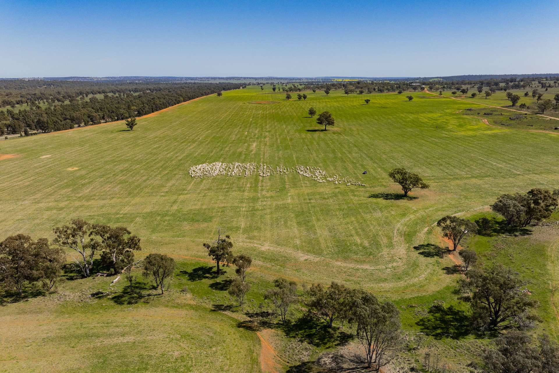 289 Kamarah Road, Narrandera For Sale by Farmbuy.com - image 4