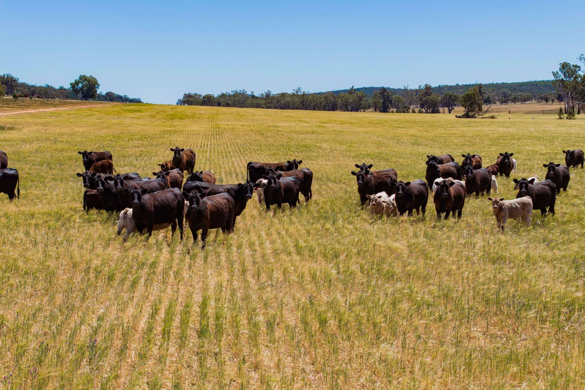 289 Kamarah Road, Narrandera For Sale by Farmbuy.com - image 11