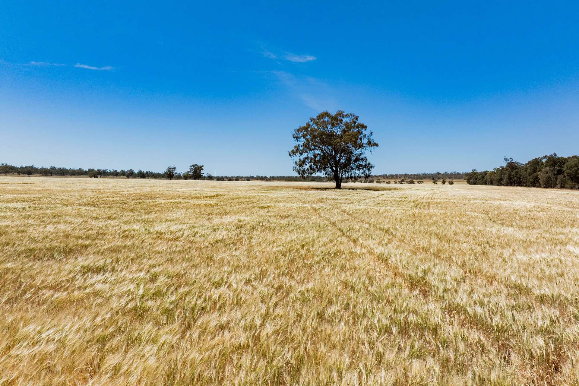 289 Kamarah Road, Narrandera For Sale by Farmbuy.com - image 5