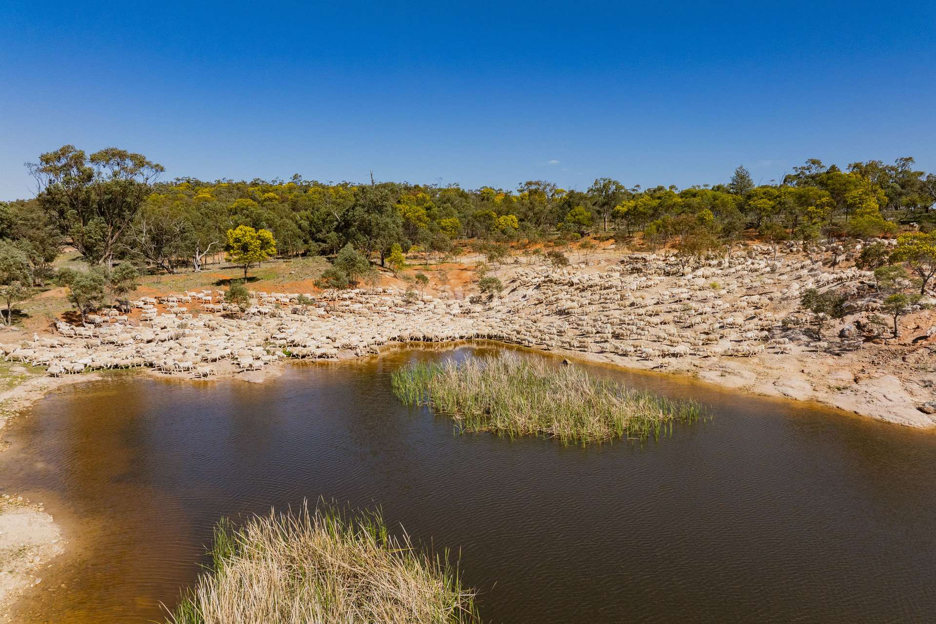 289 Kamarah Road, Narrandera For Sale by Farmbuy.com - image 12
