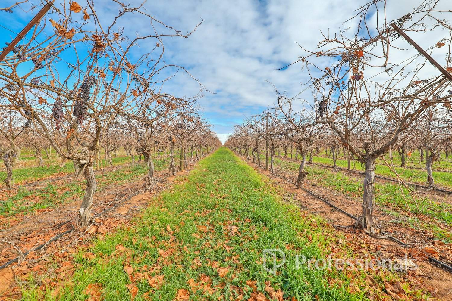 248 Sunnycliffs Crescent, Red Cliffs For Sale by Farmbuy.com - image 6