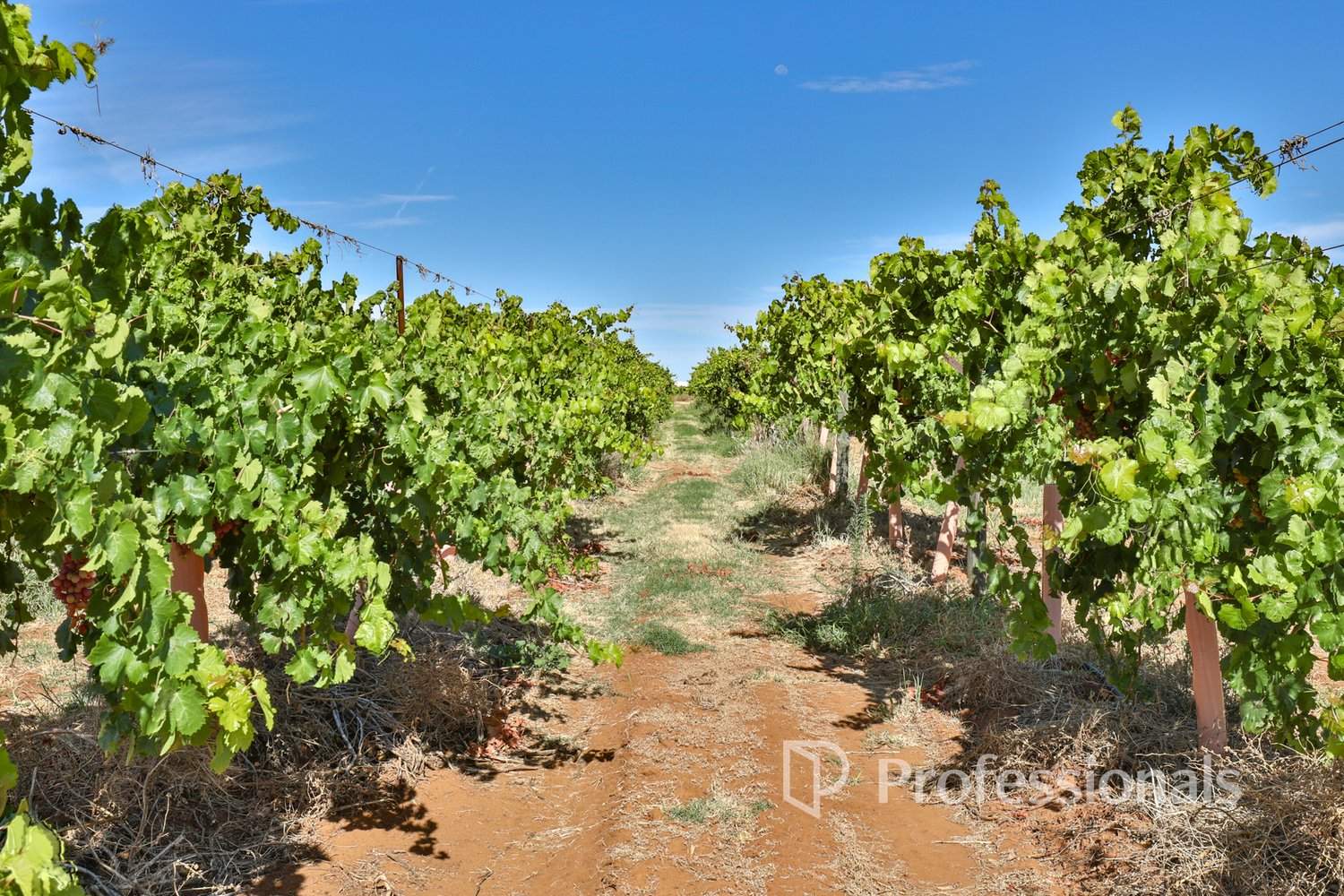248 Sunnycliffs Crescent, Red Cliffs For Sale by Farmbuy.com - image 22