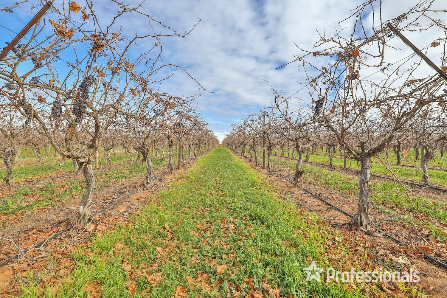248 Sunnycliffs Crescent, Red Cliffs For Sale by Farmbuy.com - image 6