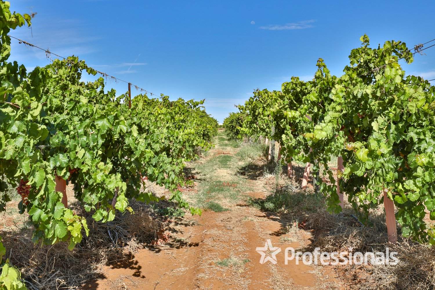 248 Sunnycliffs Crescent, Red Cliffs For Sale by Farmbuy.com - image 23