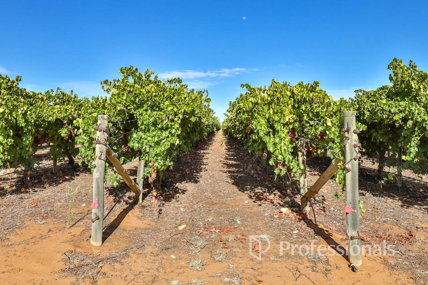 248 Sunnycliffs Crescent, Red Cliffs For Sale by Farmbuy.com - image 19