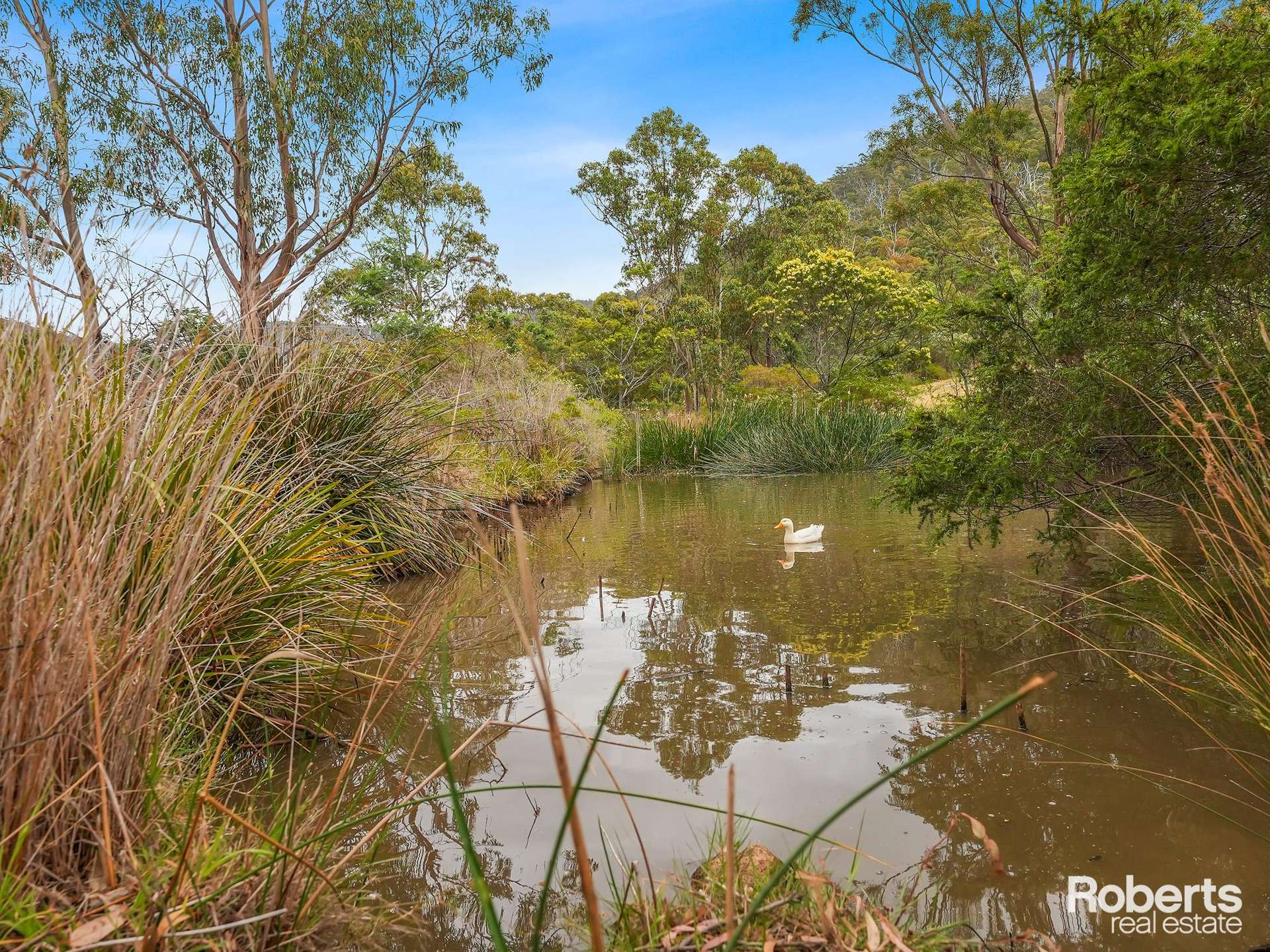 21503 Tasman Highway, Four Mile Creek For Sale by Farmbuy.com - image 23