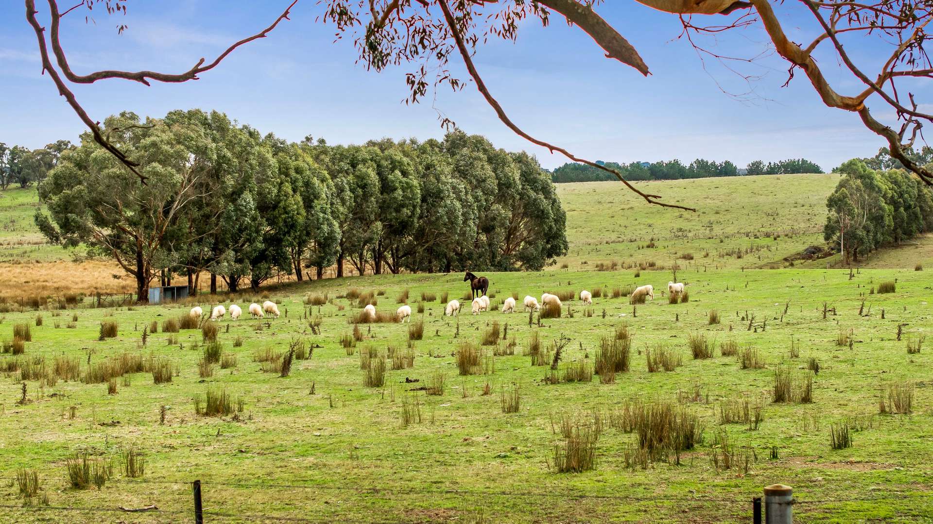 62 Davis Lane, Grabben Gullen For Sale by Farmbuy.com - image 8