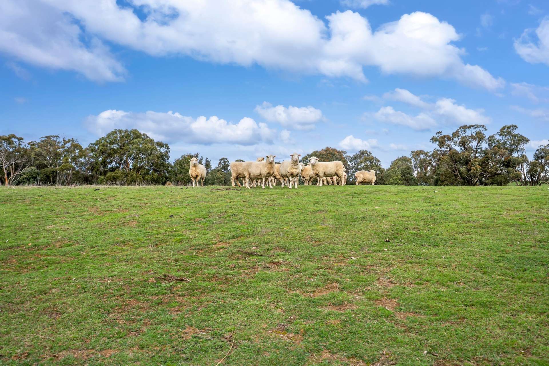 62 Davis Lane, Grabben Gullen For Sale by Farmbuy.com - image 3