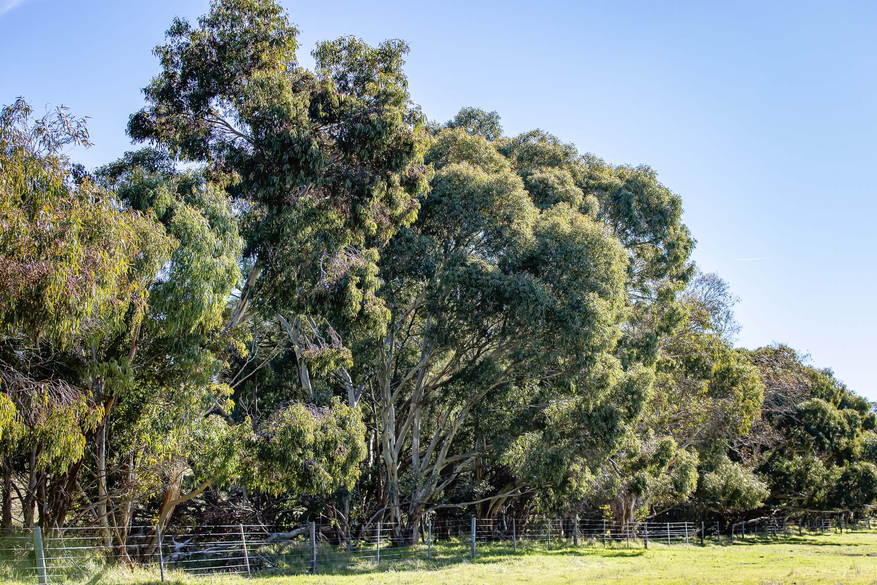 Lot 3 And 4 Old Caves Road, Naracoorte Auction by Farmbuy.com - image 5