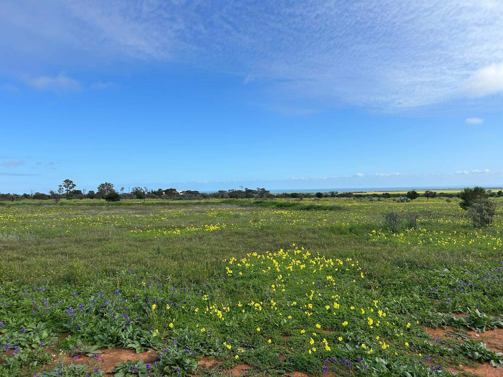 Lot 559 Telowie Road, Telowie For Sale by Farmbuy.com - image 7