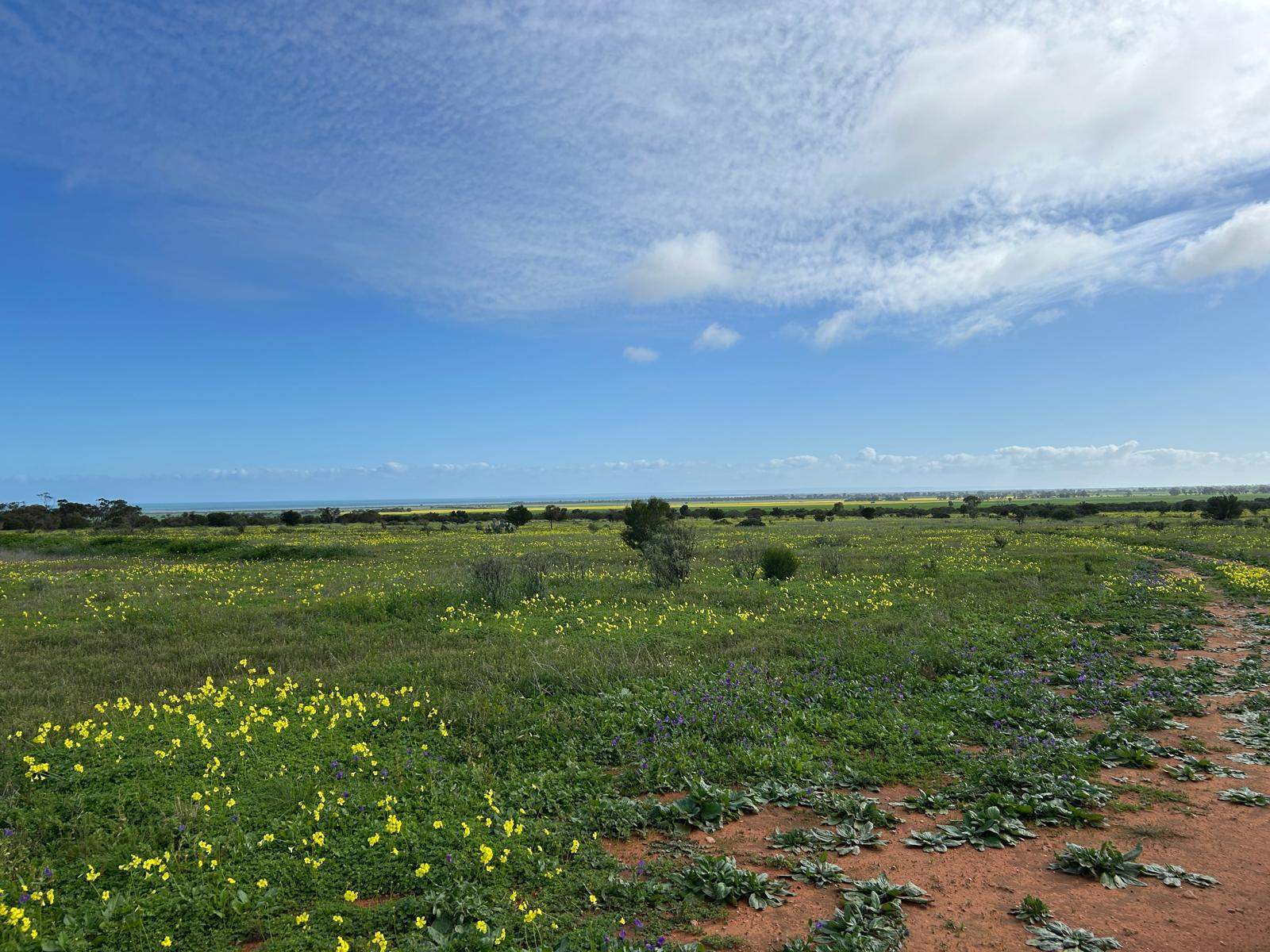 Lot 559 Telowie Road, Telowie For Sale by Farmbuy.com - image 8