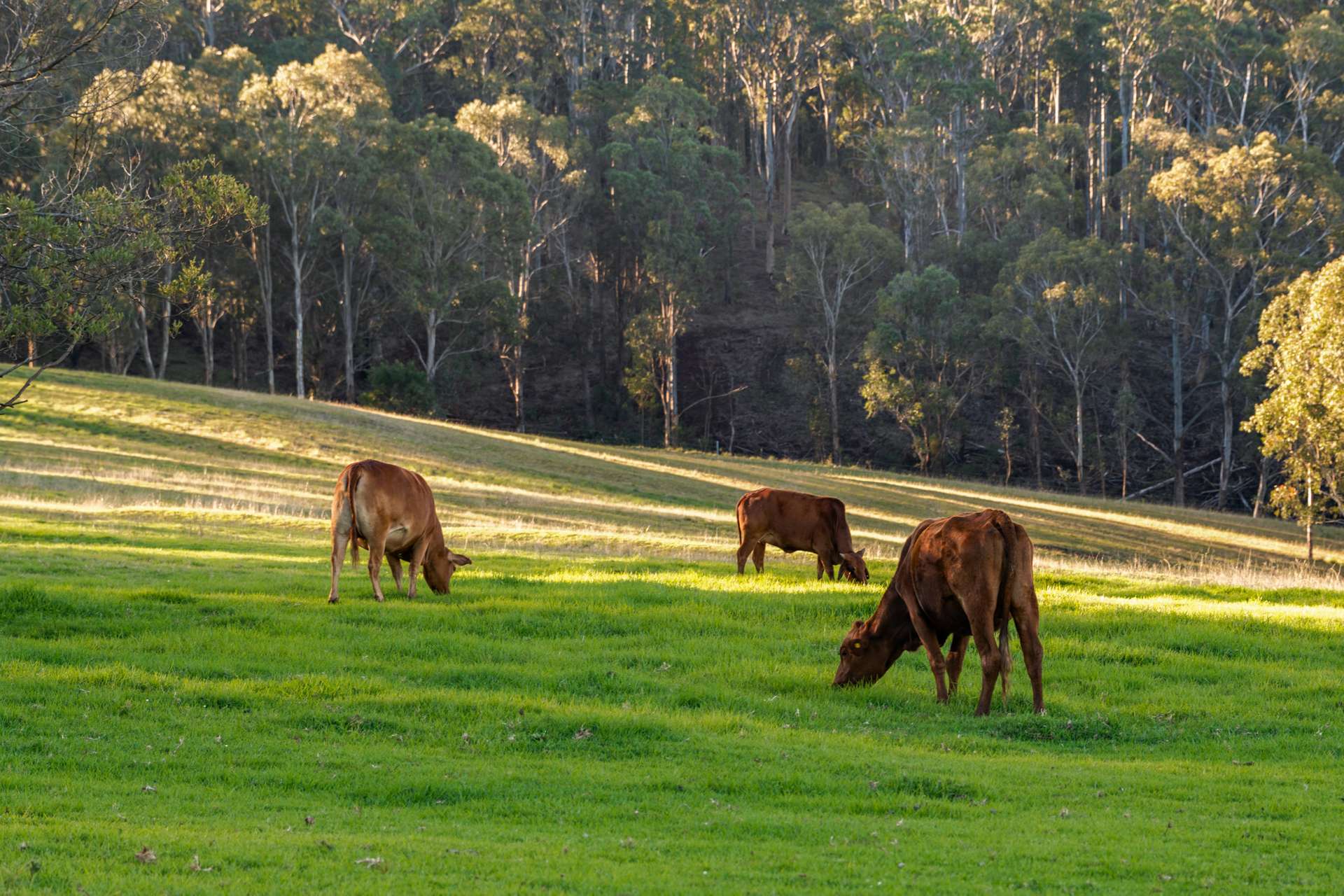'Pine Valley Ranch' 176 McMullen Road, Hampton For Sale by Farmbuy.com - image 18