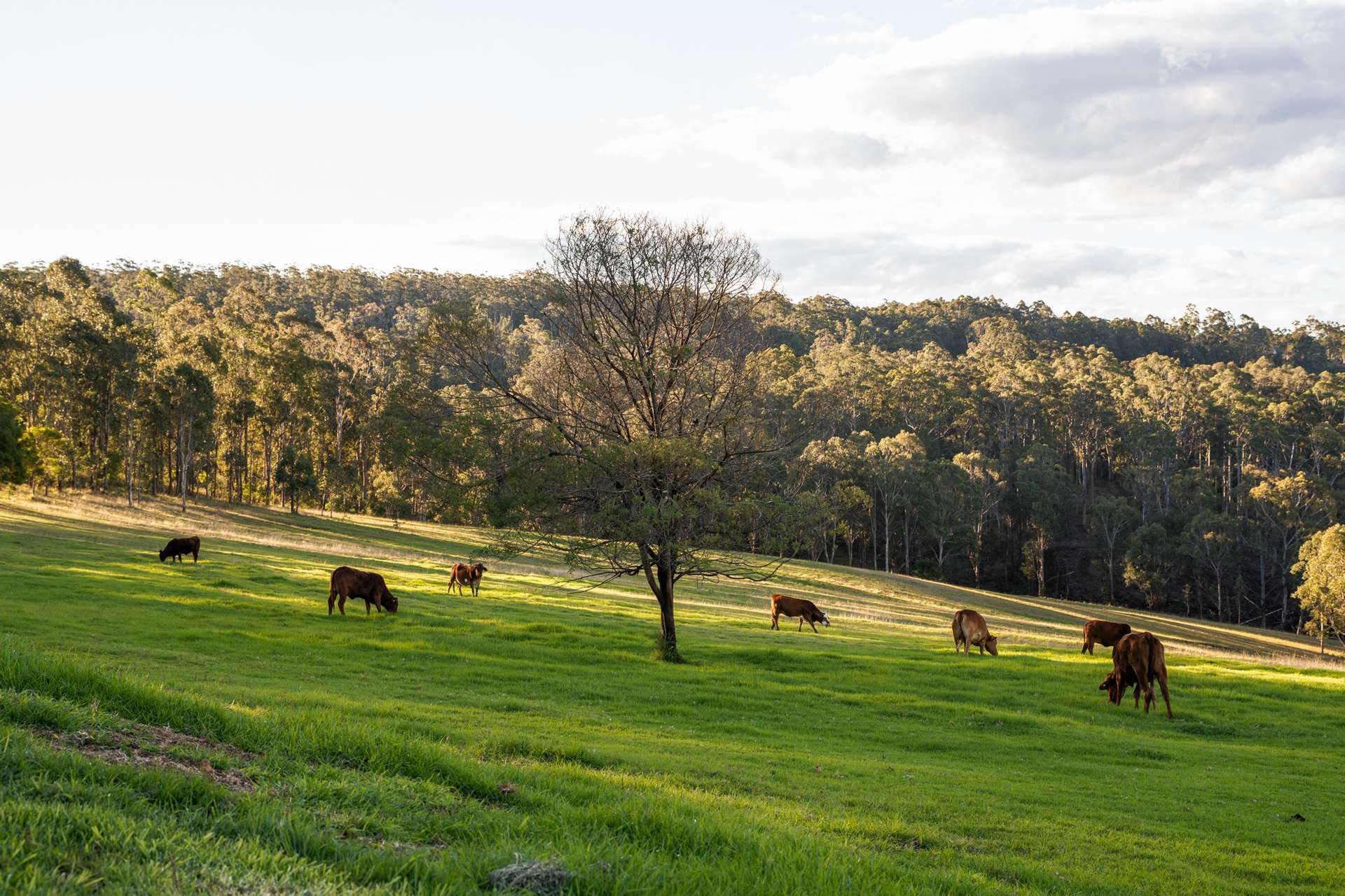 'Pine Valley Ranch' 176 McMullen Road, Hampton For Sale by Farmbuy.com - image 19