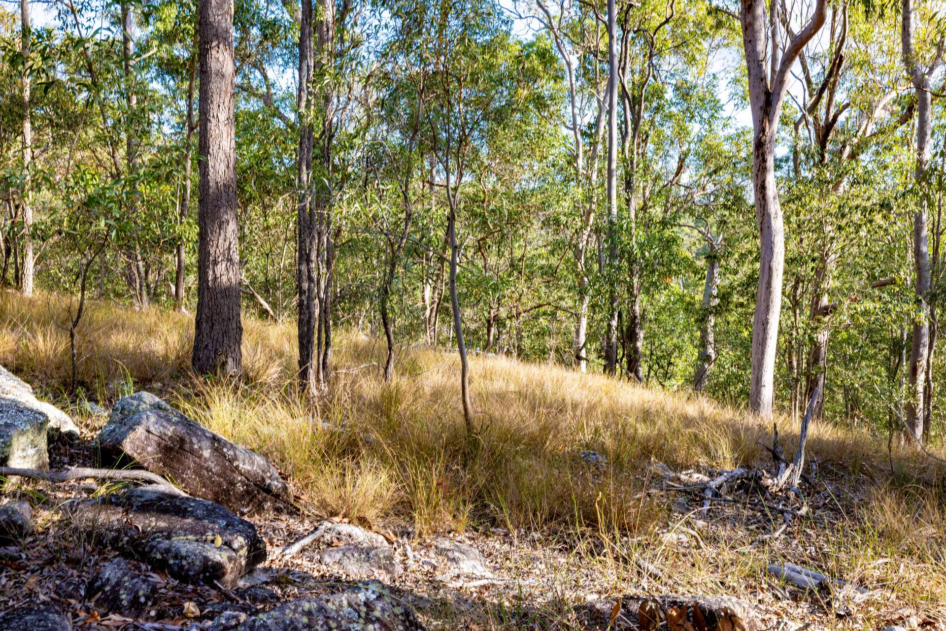 350 Hoopers Road, Curra For Sale by Farmbuy.com - image 32