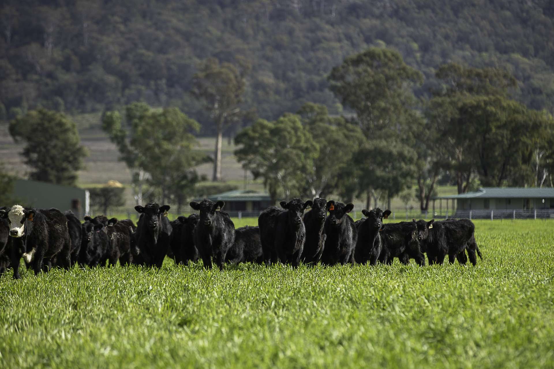 390 Westwood Road, Merriwa For Sale by Farmbuy.com - image 1