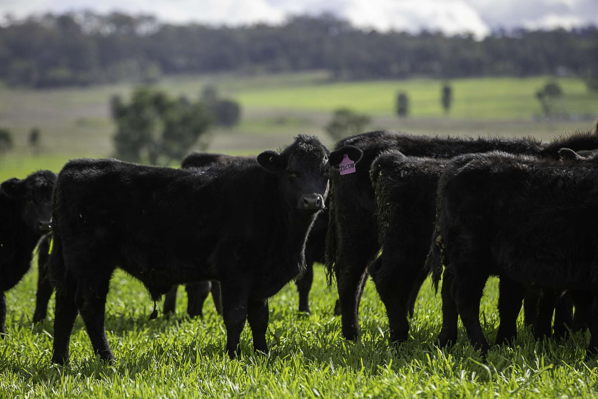 390 Westwood Road, Merriwa For Sale by Farmbuy.com - image 2