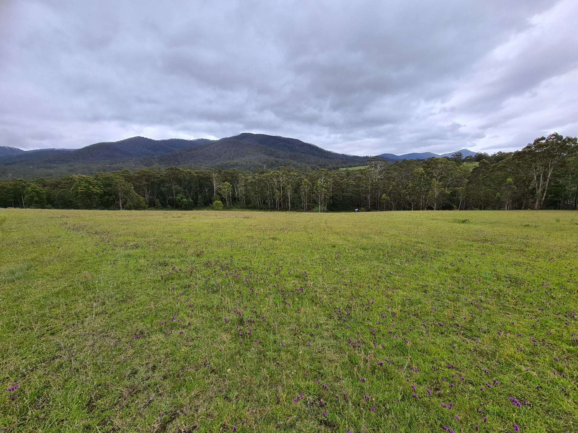 3644 Snowy Mountains Highway, Bemboka For Sale by Farmbuy.com - image 4