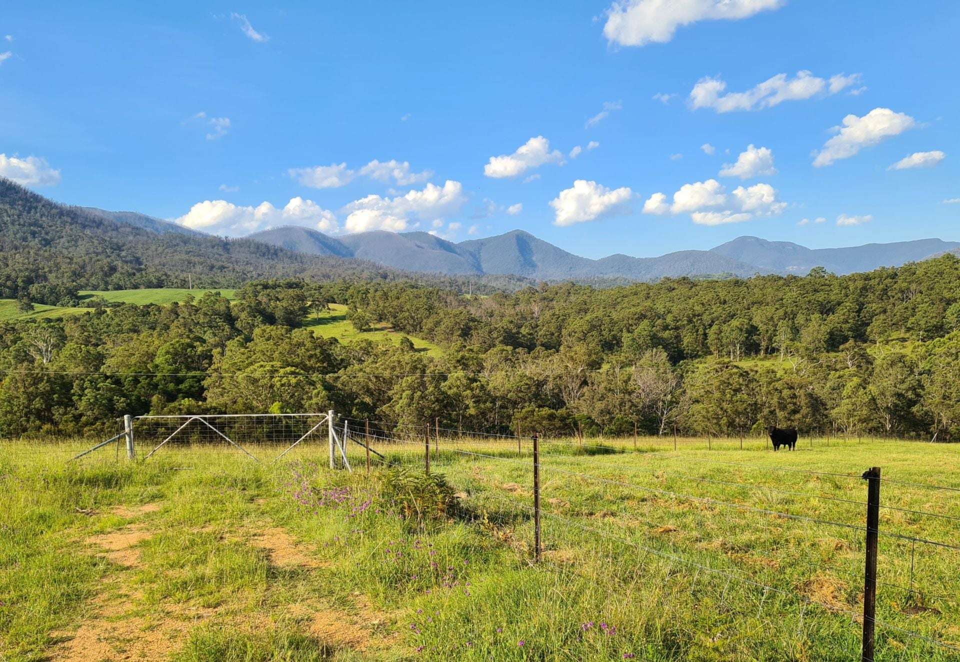 3644 Snowy Mountains Highway, Bemboka For Sale by Farmbuy.com - image 2