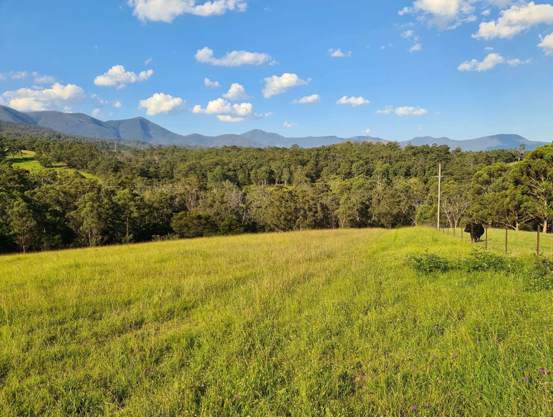 3644 Snowy Mountains Highway, Bemboka For Sale by Farmbuy.com - image 3