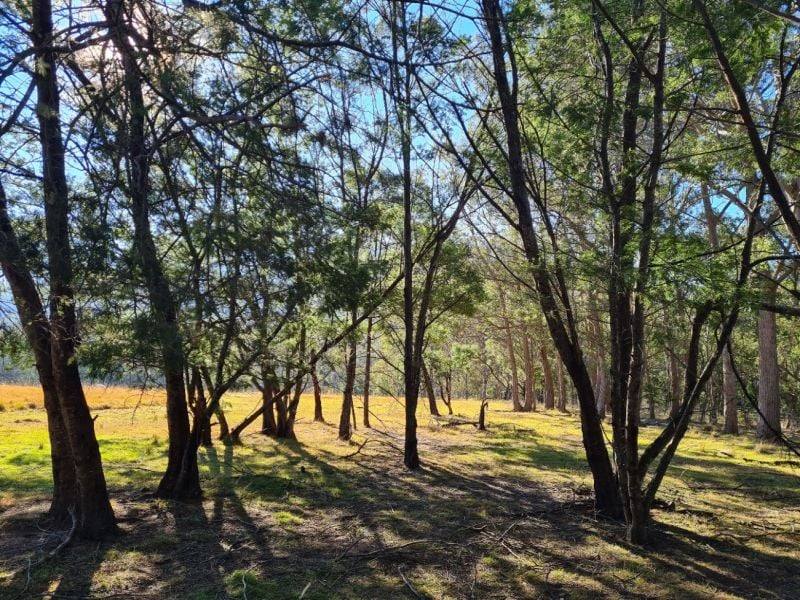 3644 Snowy Mountains Highway, Bemboka For Sale by Farmbuy.com - image 14