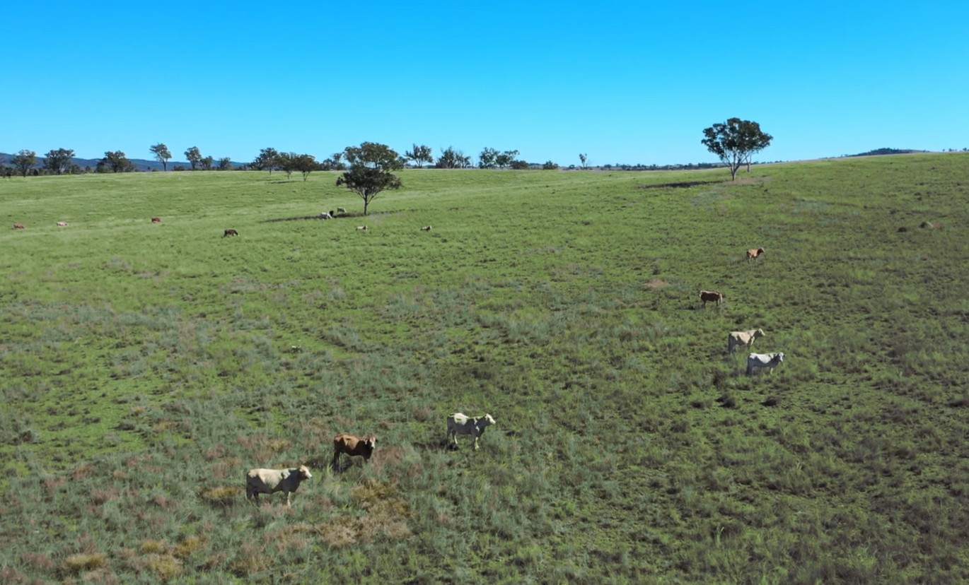 " Brooklyn Macintyre Aggregation ", Warwick For Sale by Farmbuy.com - image 5