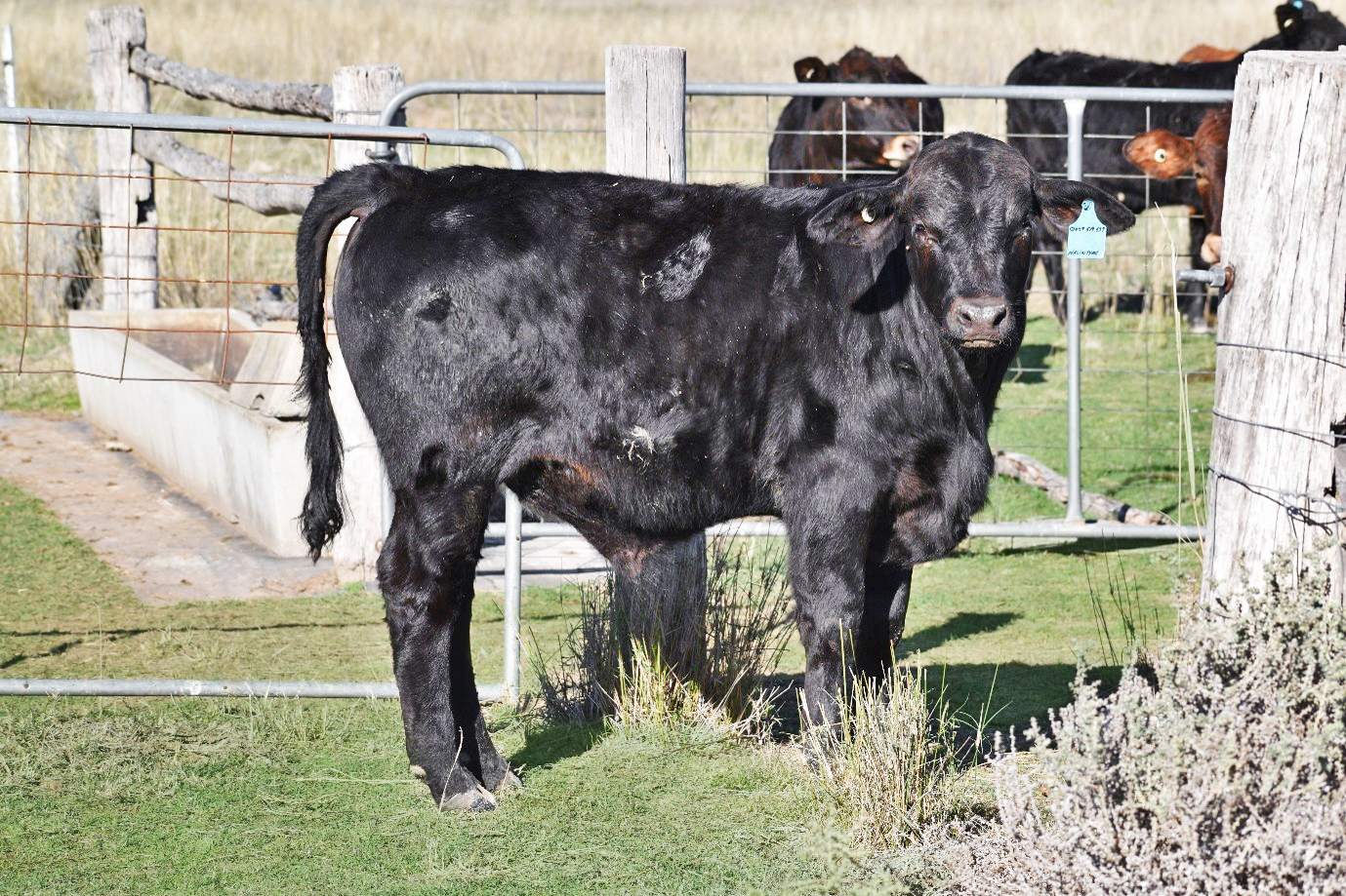 " Brooklyn Macintyre Aggregation ", Warwick For Sale by Farmbuy.com - image 6