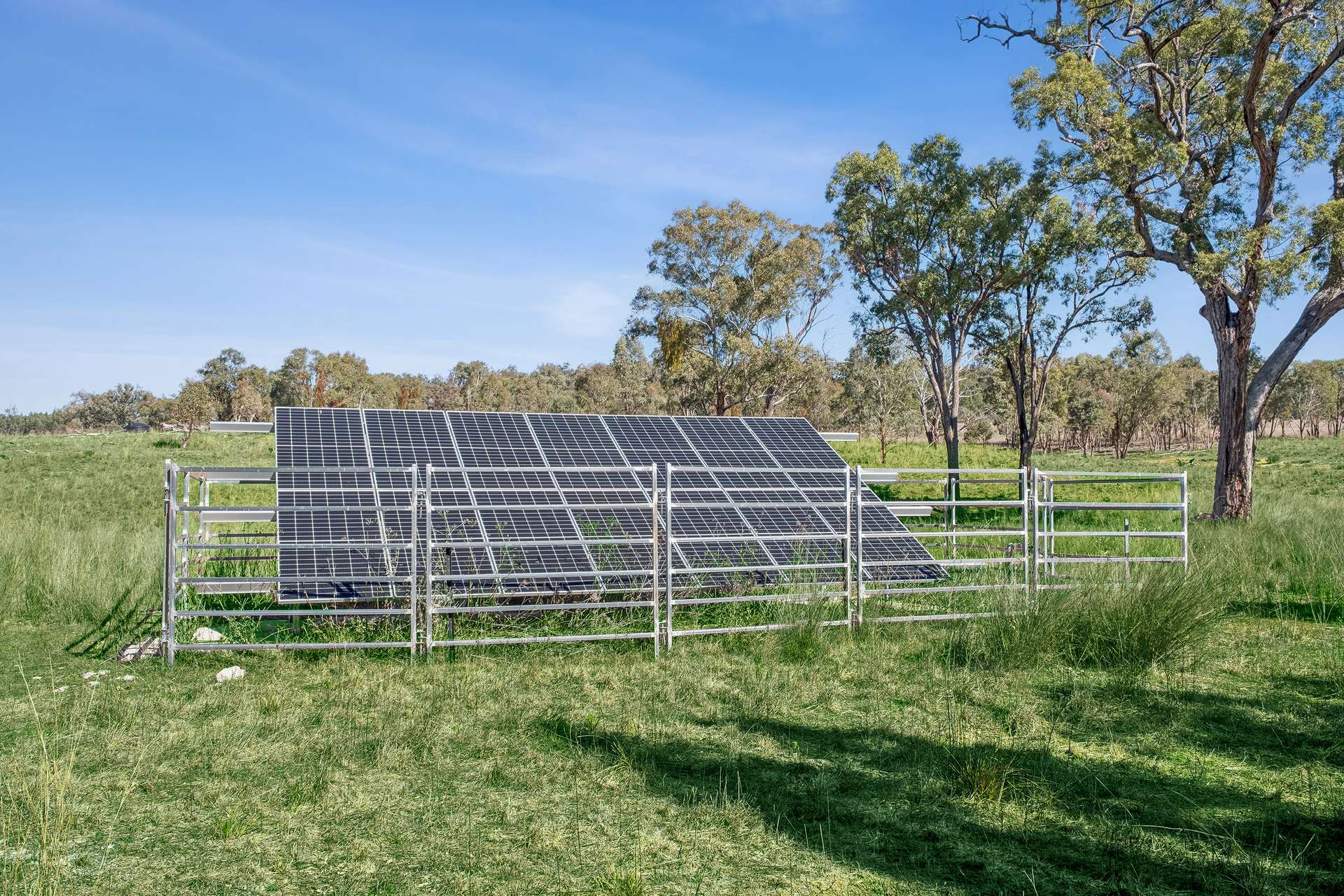 " Brooklyn Macintyre Aggregation ", Warwick For Sale by Farmbuy.com - image 8