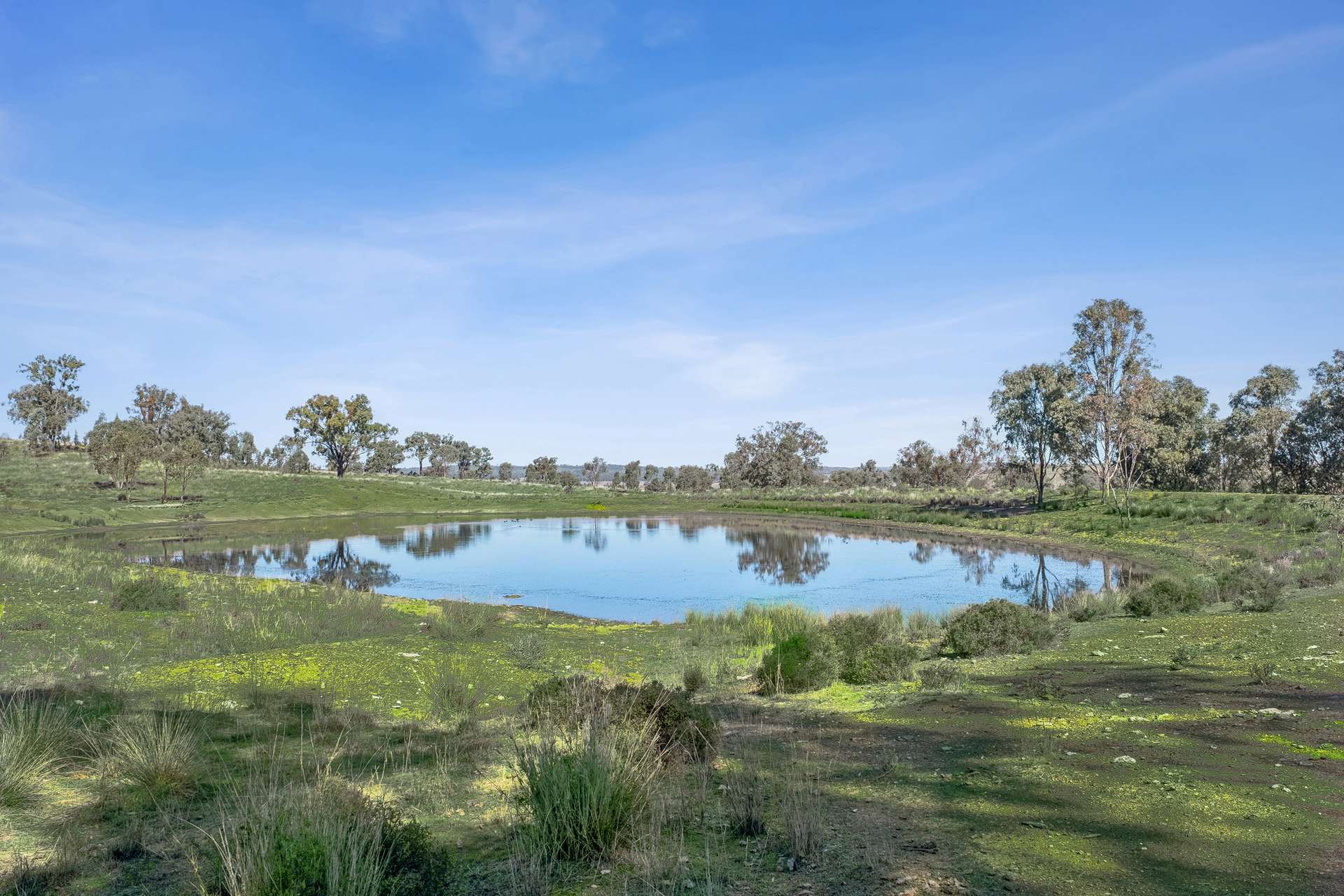 " Brooklyn Macintyre Aggregation ", Warwick For Sale by Farmbuy.com - image 12