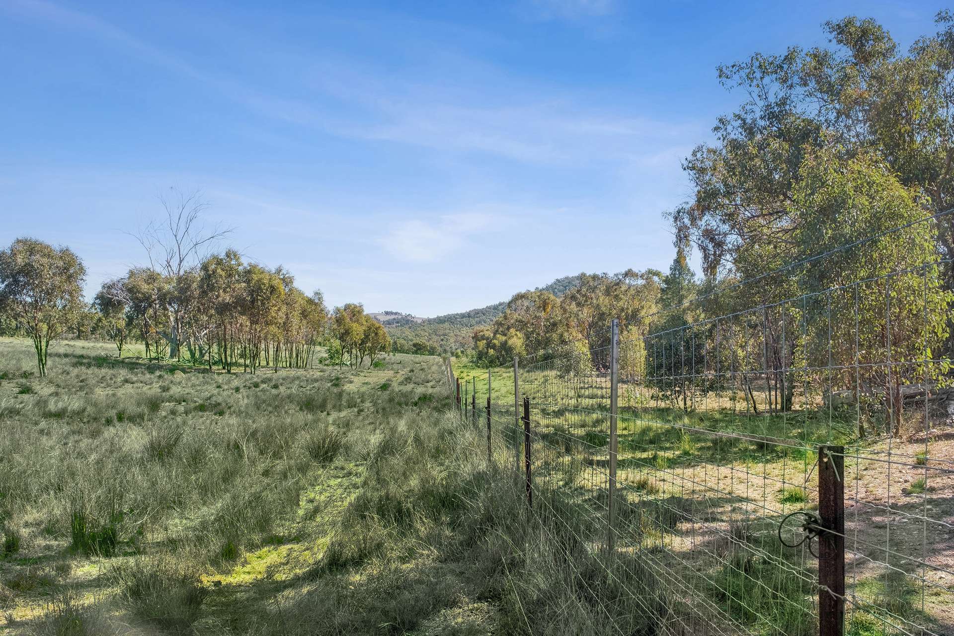 " Brooklyn Macintyre Aggregation ", Warwick For Sale by Farmbuy.com - image 13