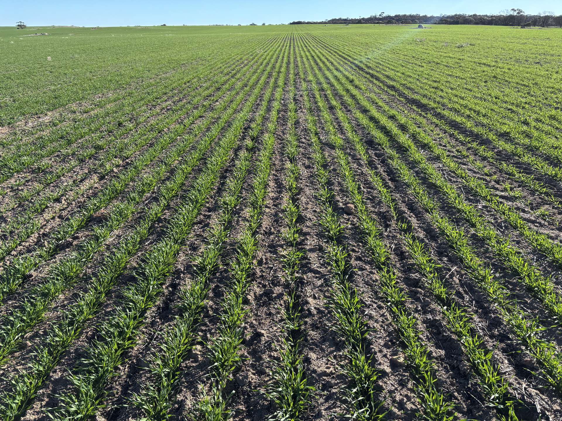 'Craigmile' Cubbine Road, Quairading Auction by Farmbuy.com - image 2
