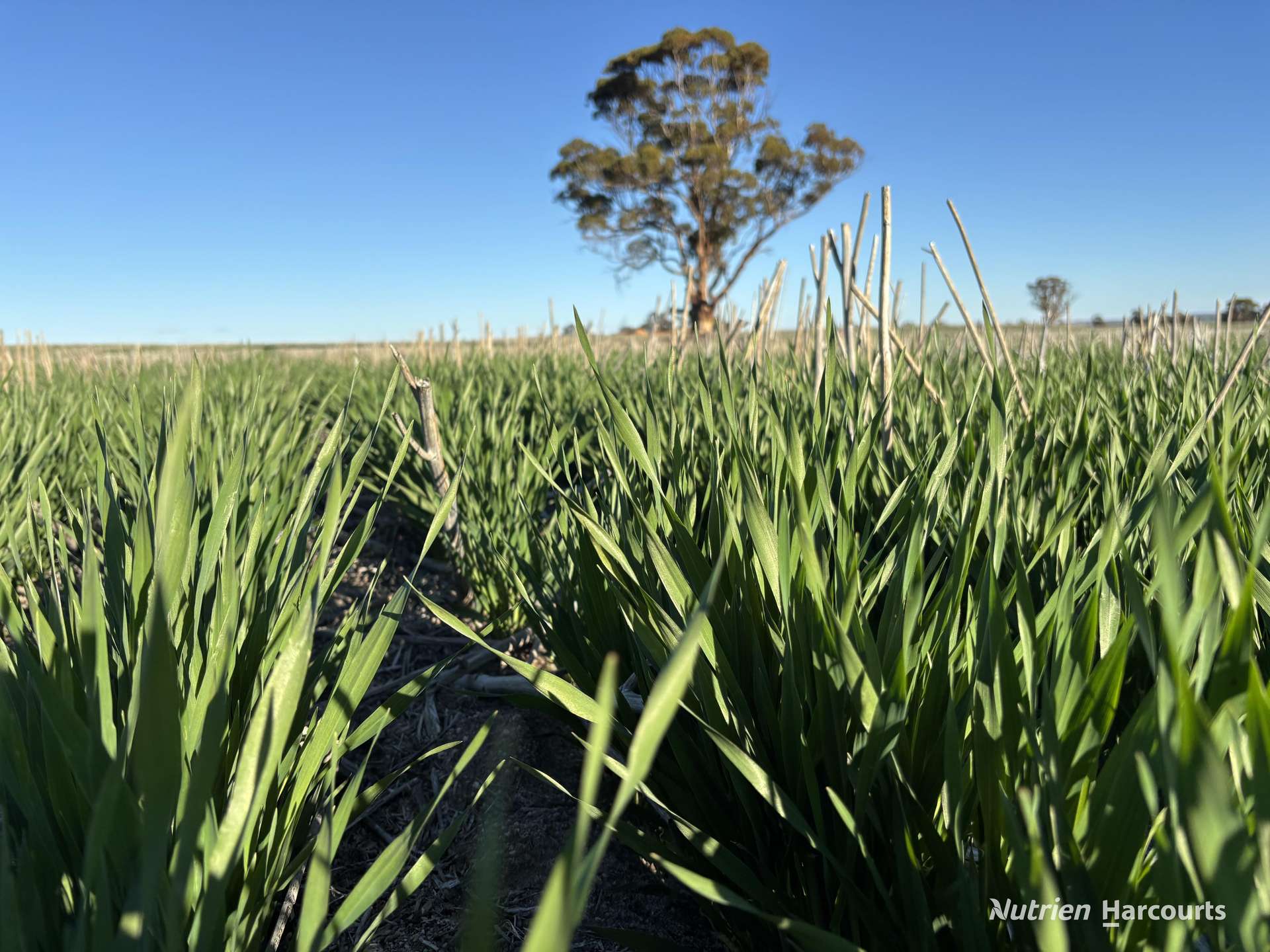 Part 'Craigmile' Cubbine Road, Quairading Auction by Farmbuy.com - image 10