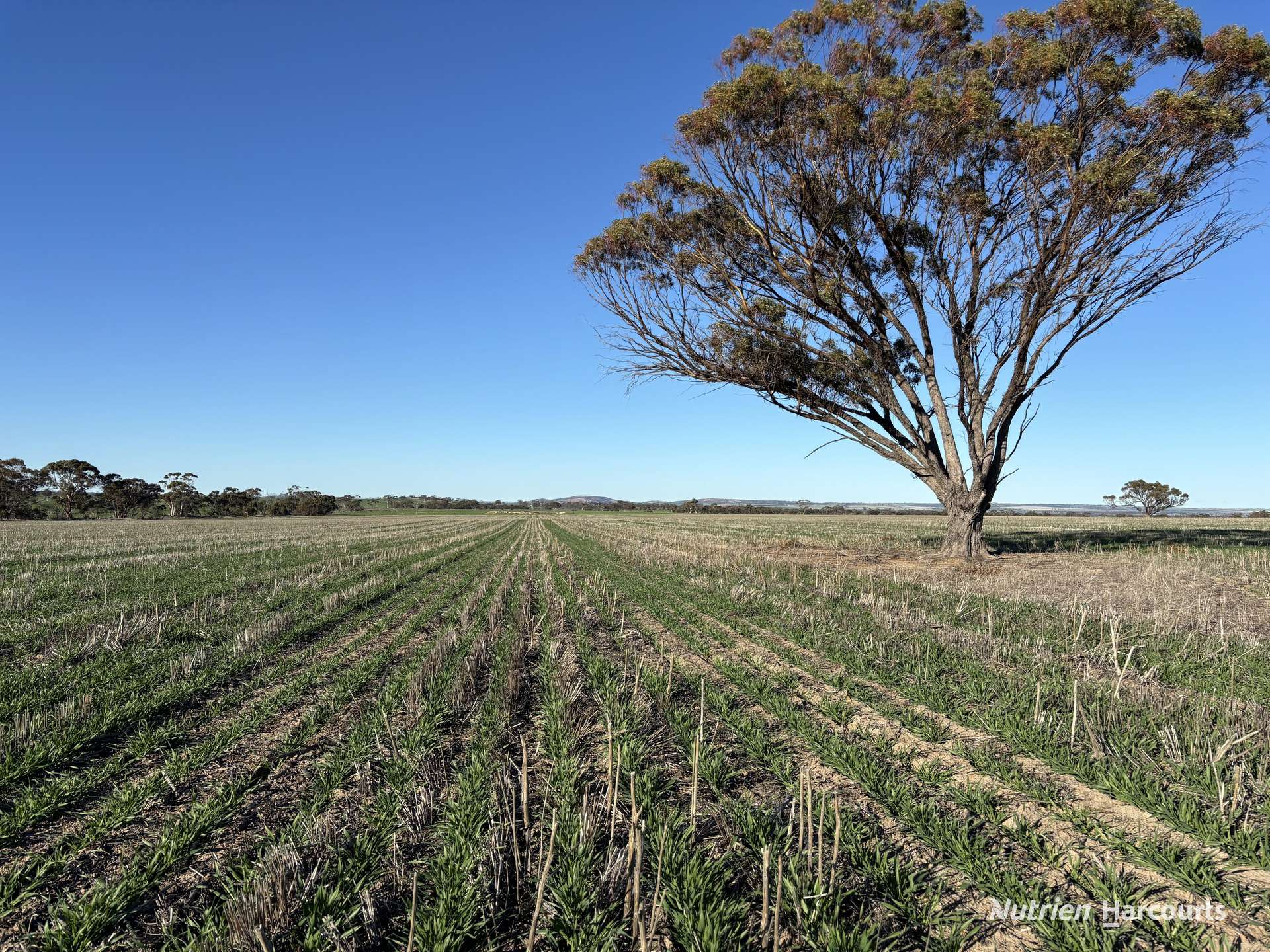 Part 'Craigmile' Cubbine Road, Quairading Auction by Farmbuy.com - image 20