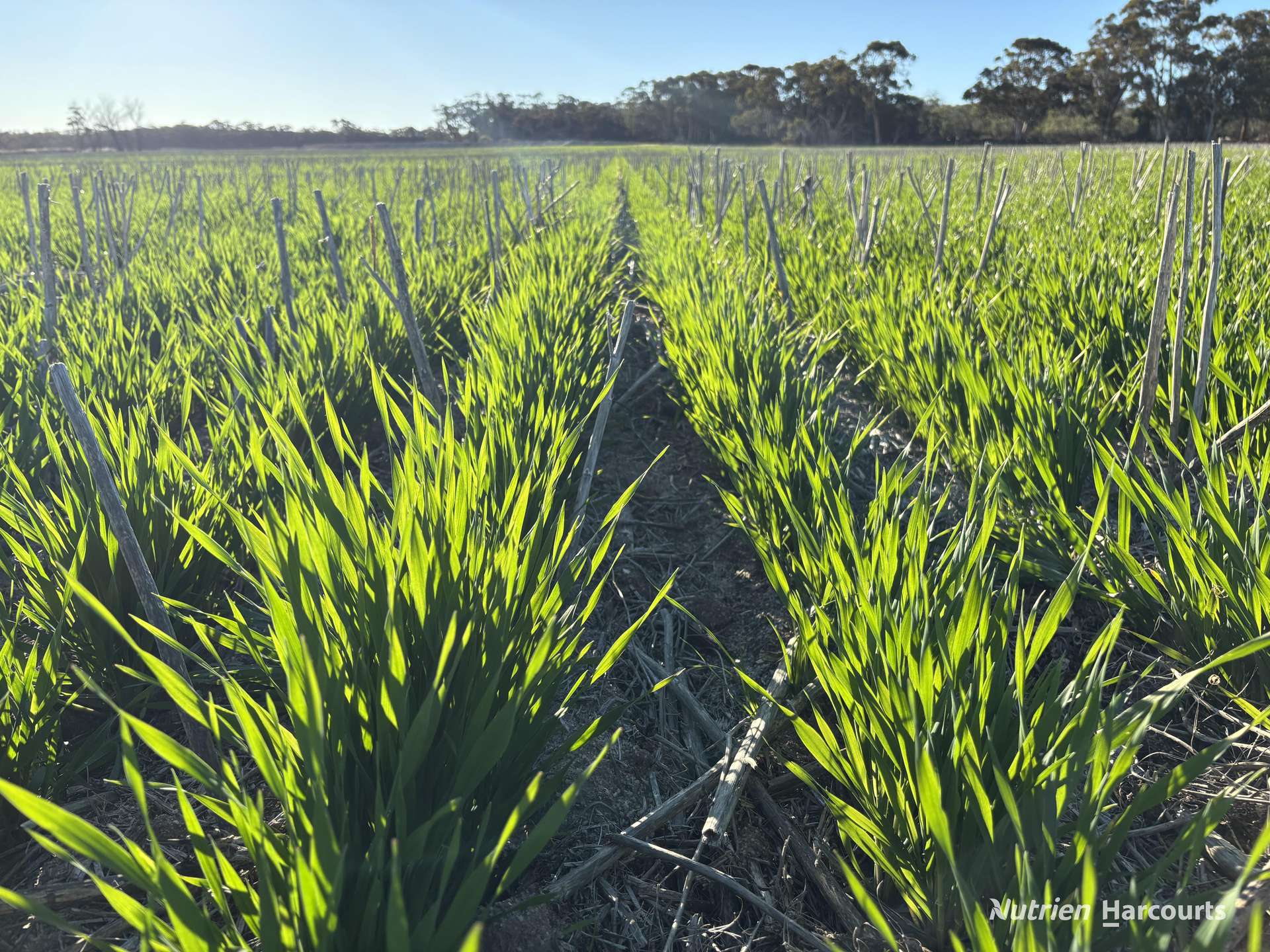 Part 'Craigmile' Cubbine Road, Quairading Auction by Farmbuy.com - image 17