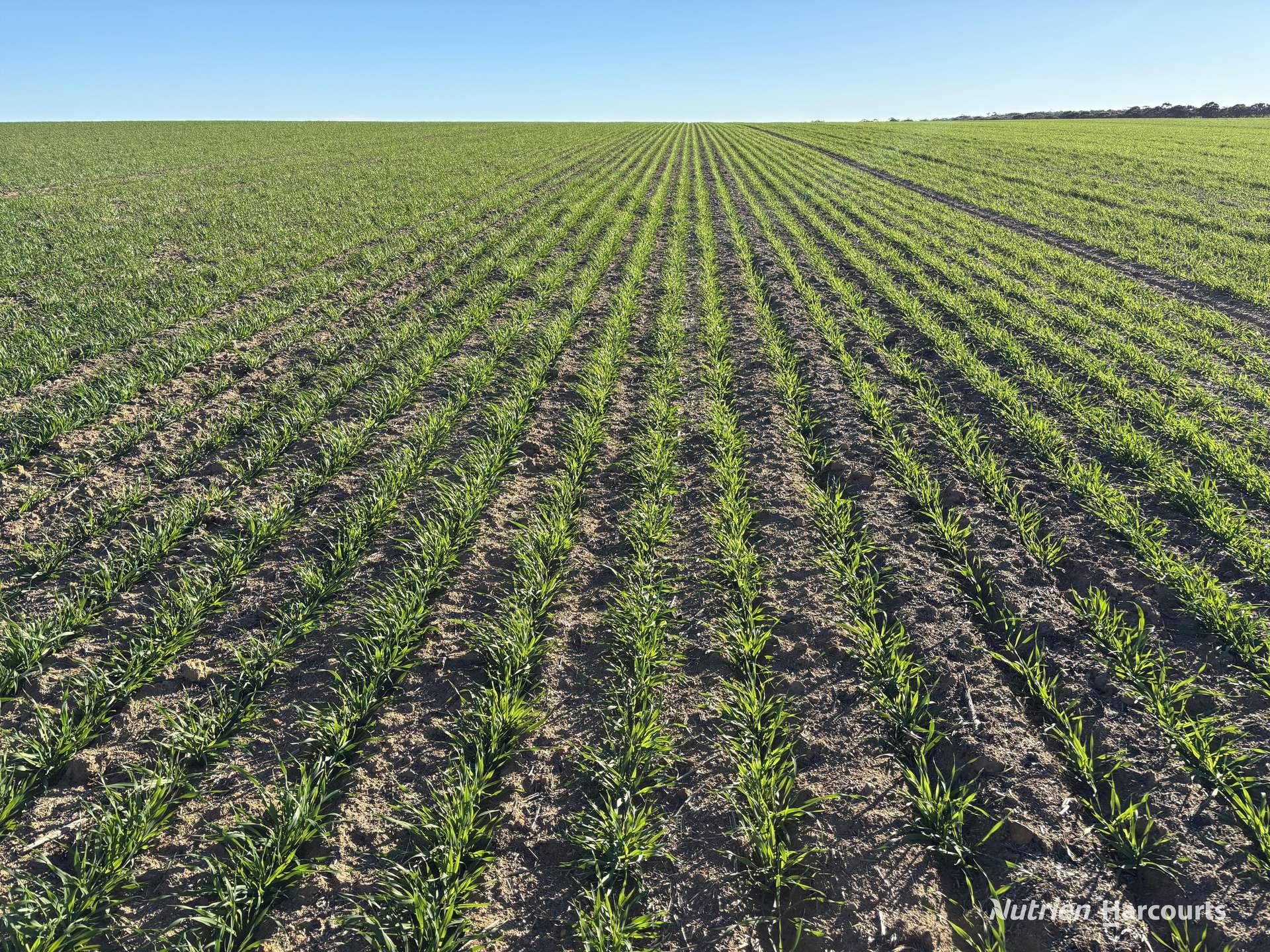 Part 'Craigmile' Cubbine Road, Quairading Auction by Farmbuy.com - image 15