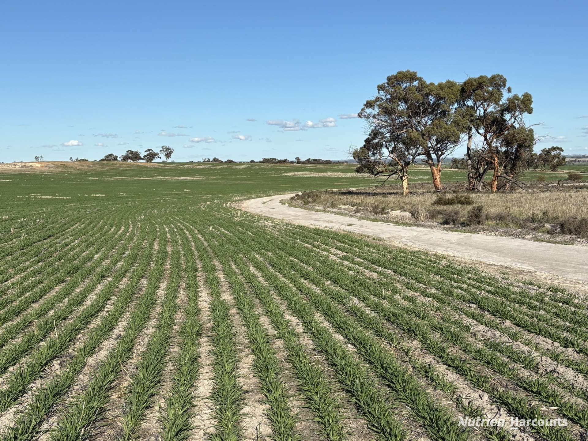 Part 'Craigmile' Cubbine Road, Quairading Auction by Farmbuy.com - image 19