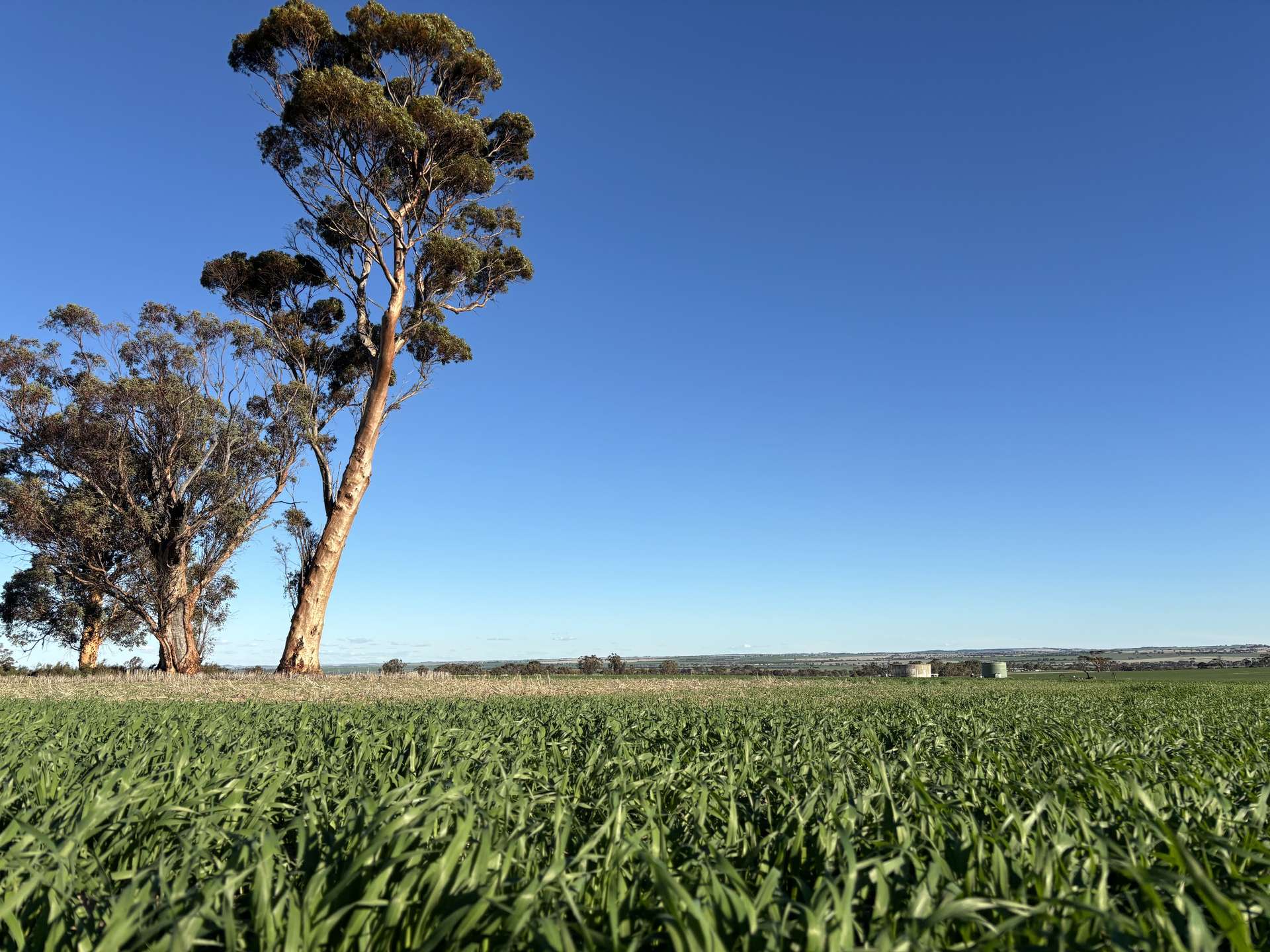 'Craigmile' Cubbine Road, Quairading Auction by Farmbuy.com - image 9