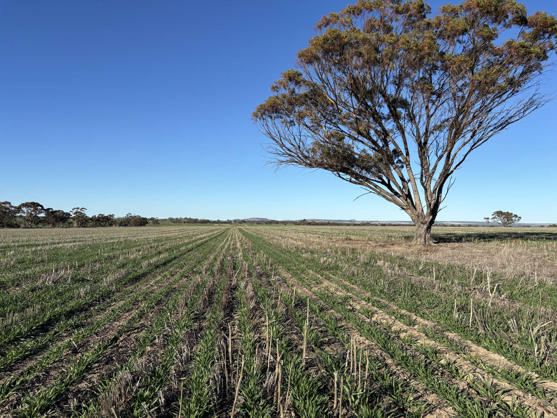 'Craigmile' Cubbine Road, Quairading Auction by Farmbuy.com - image 20