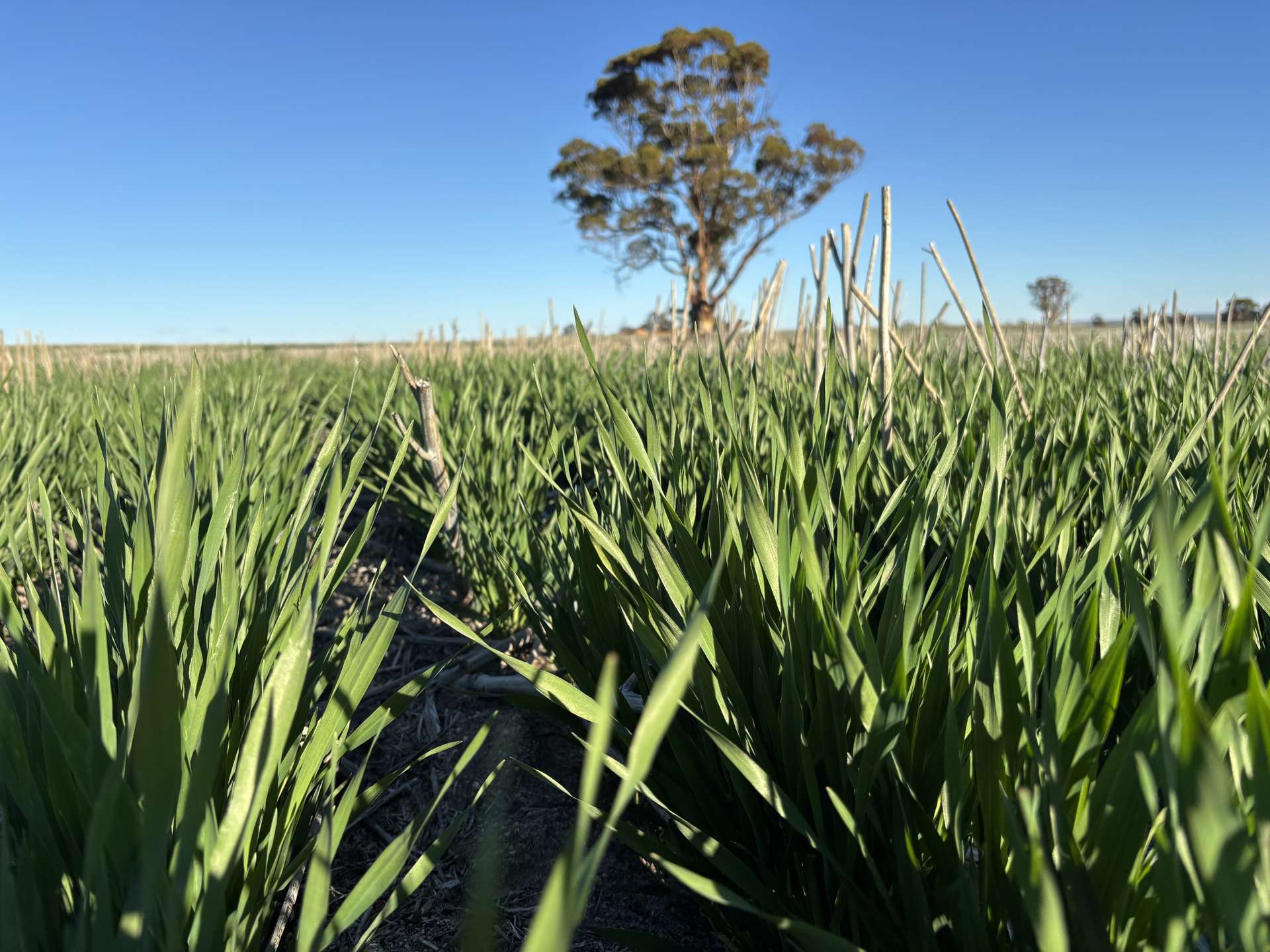 'Craigmile' Cubbine Road, Quairading Auction by Farmbuy.com - image 10