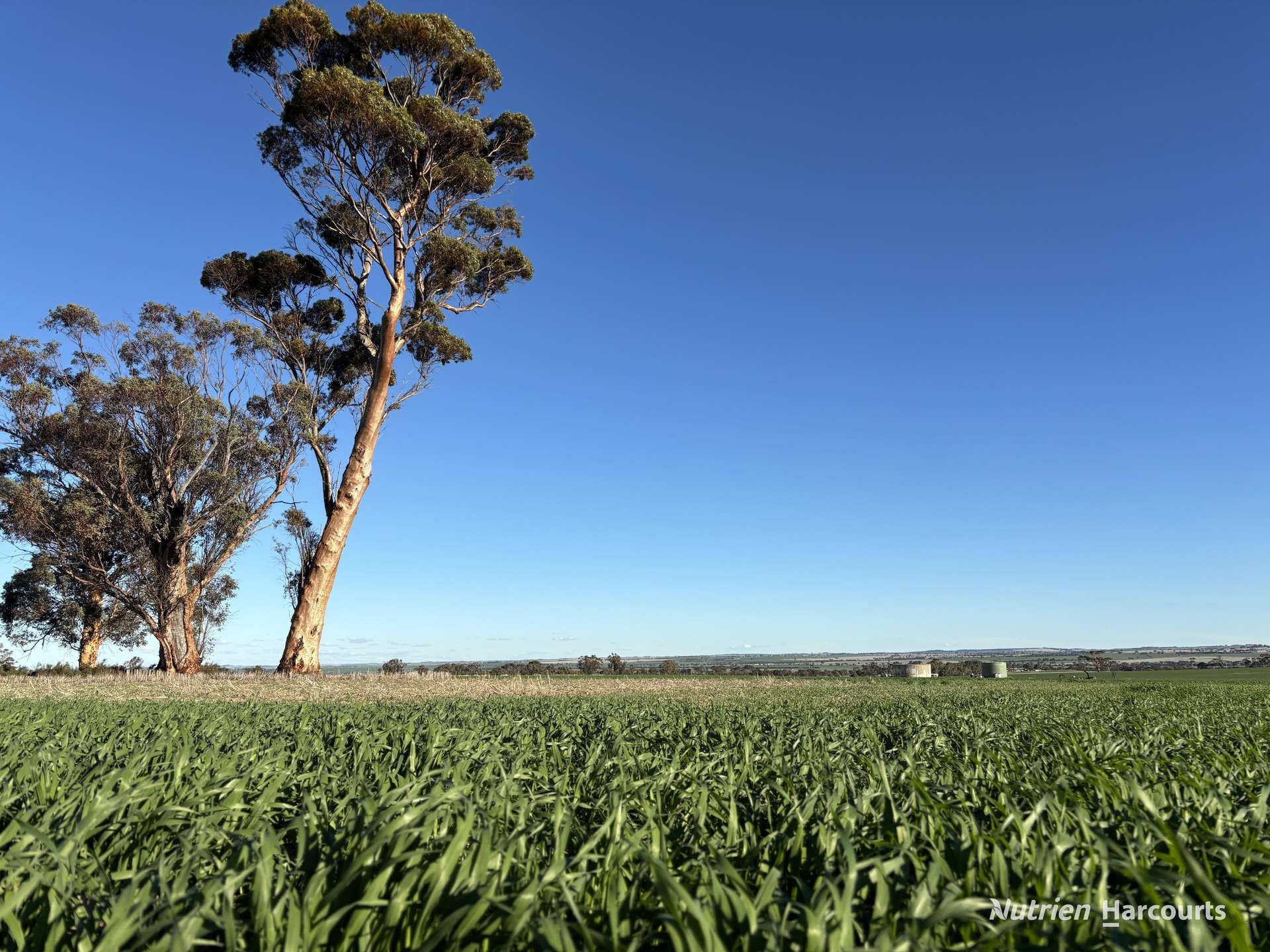 Part 'Craigmile' Cubbine Road, Quairading Auction by Farmbuy.com - image 9