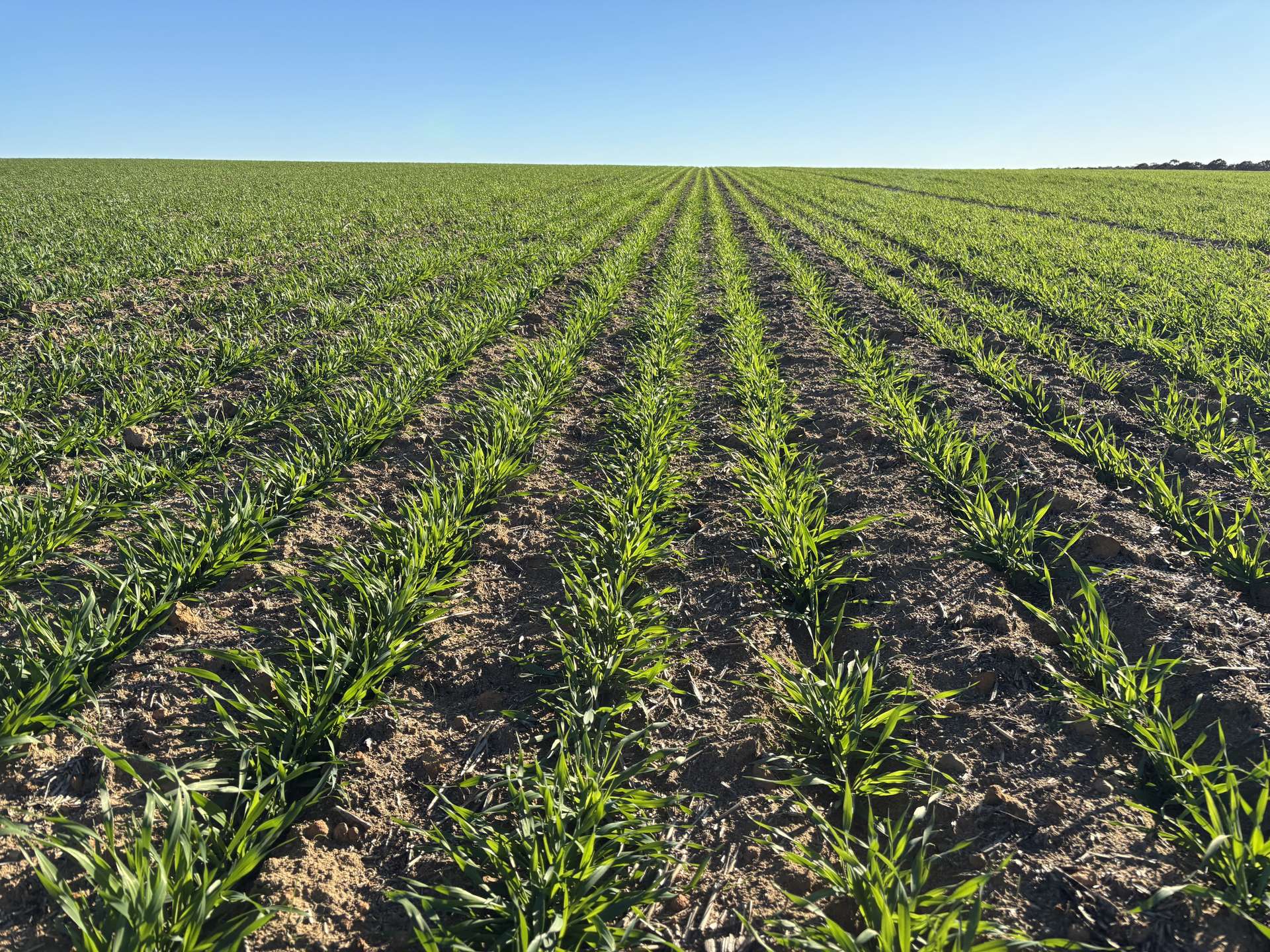 'Craigmile' Cubbine Road, Quairading Auction by Farmbuy.com - image 8
