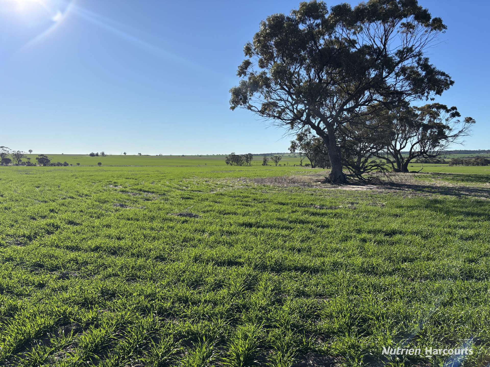 Part 'Craigmile' Cubbine Road, Quairading Auction by Farmbuy.com - image 3