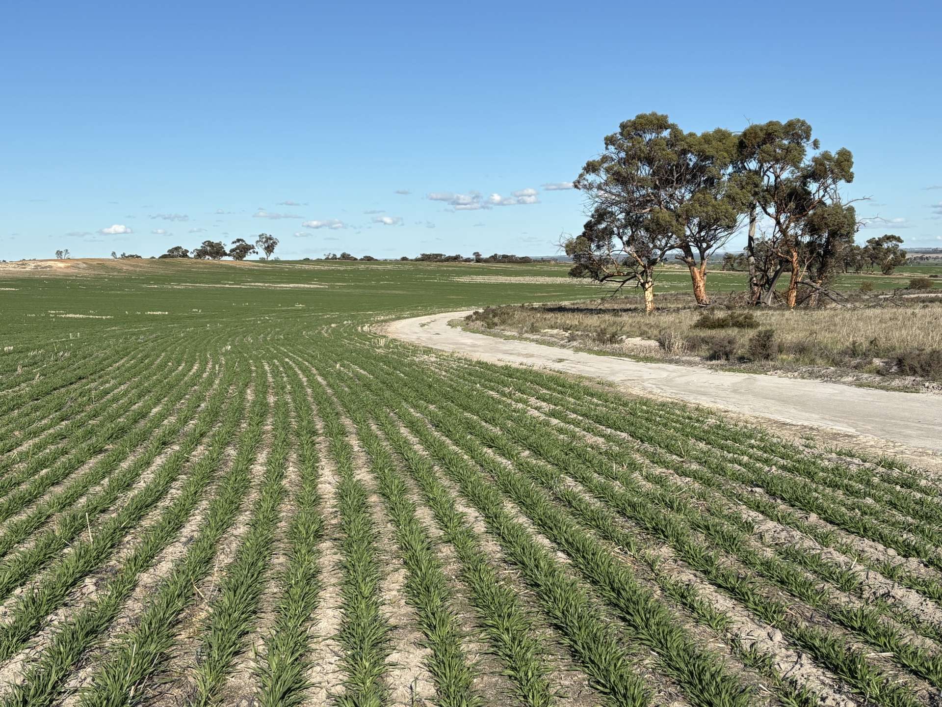 'Craigmile' Cubbine Road, Quairading Auction by Farmbuy.com - image 19