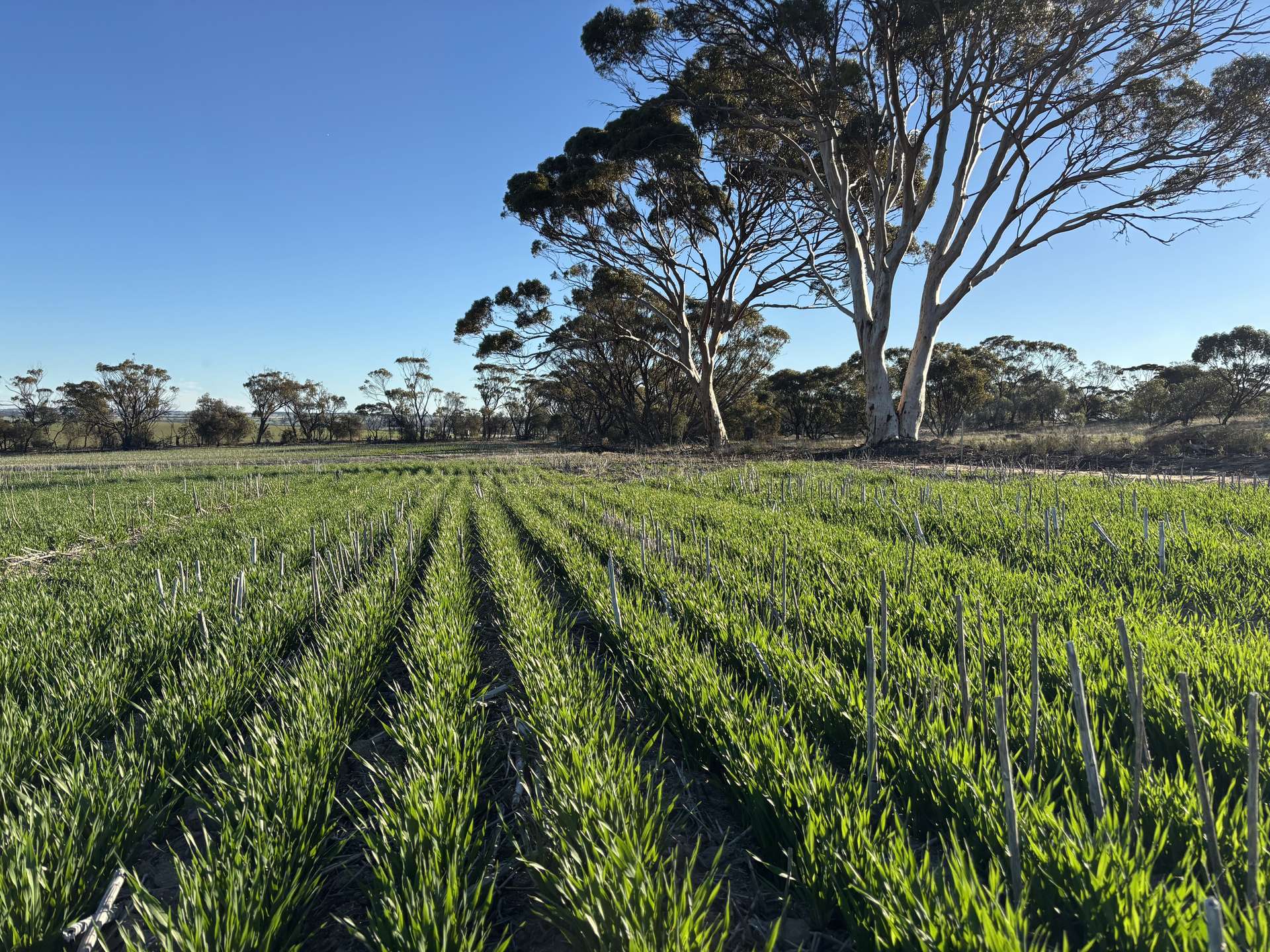 'Craigmile' Cubbine Road, Quairading Auction by Farmbuy.com - image 6