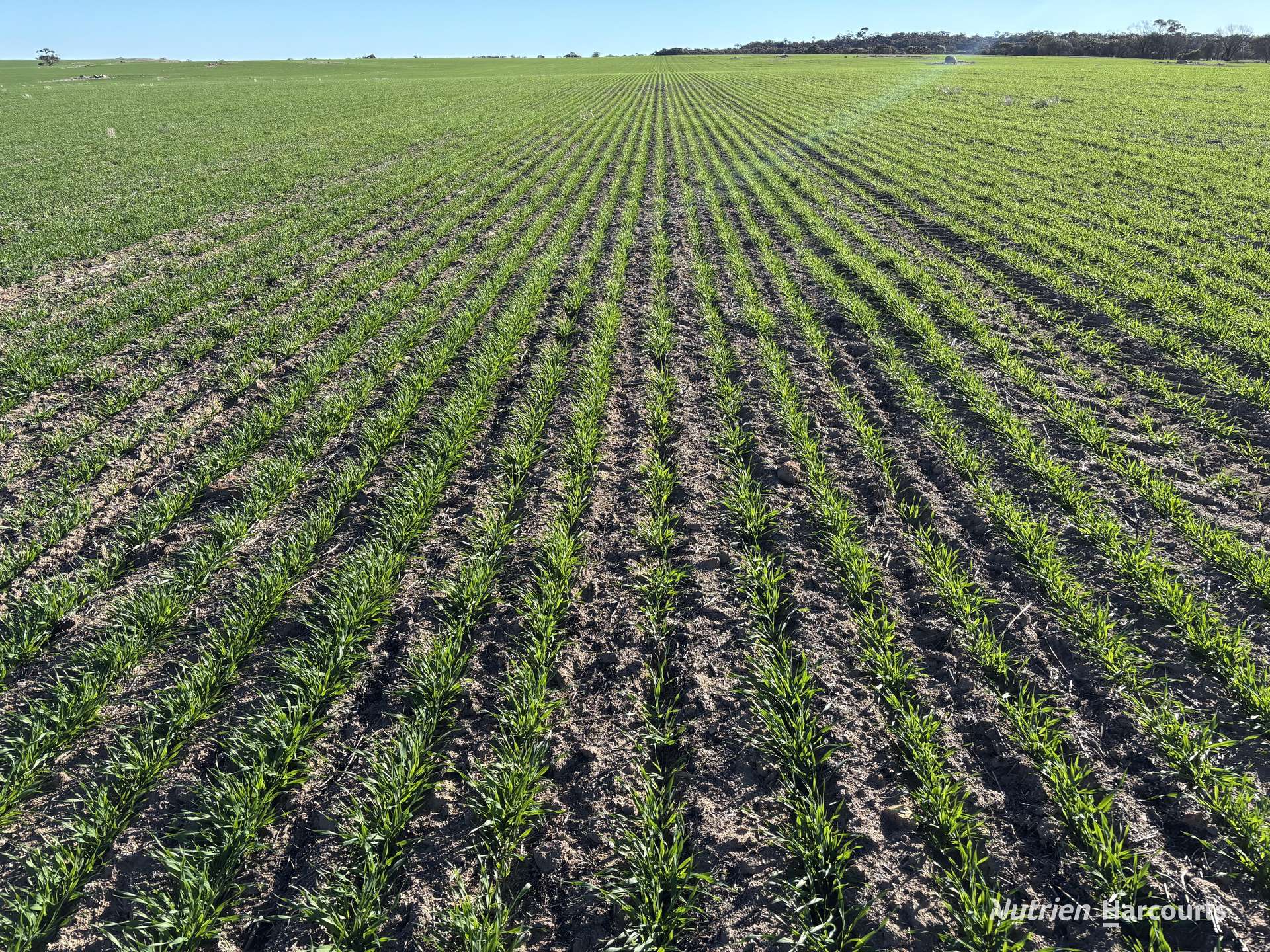 Part 'Craigmile' Cubbine Road, Quairading Auction by Farmbuy.com - image 2