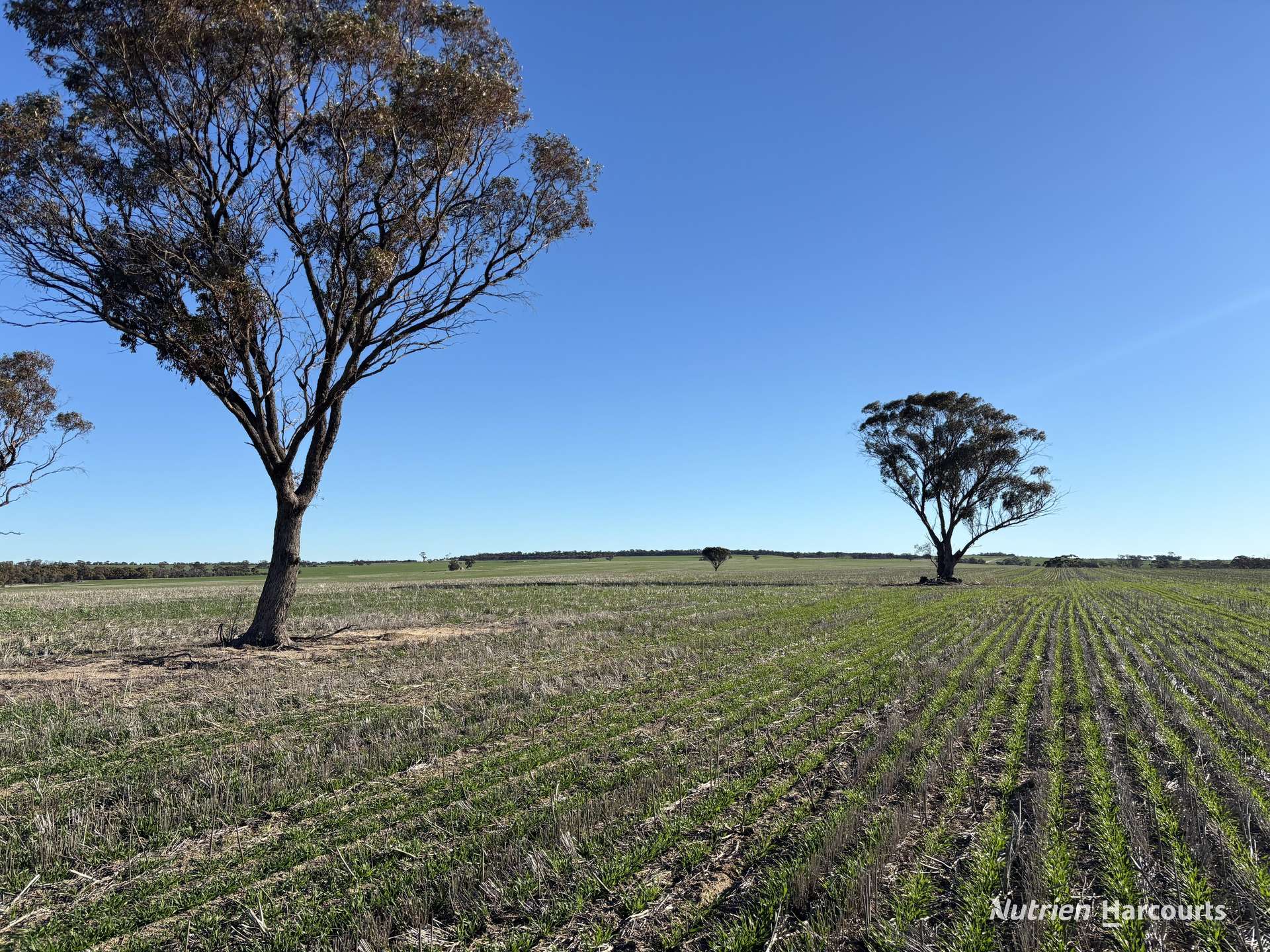 Part 'Craigmile' Cubbine Road, Quairading Auction by Farmbuy.com - image 16