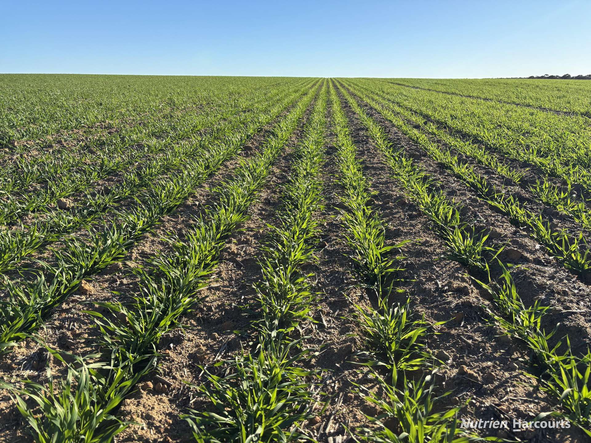 Part 'Craigmile' Cubbine Road, Quairading Auction by Farmbuy.com - image 8