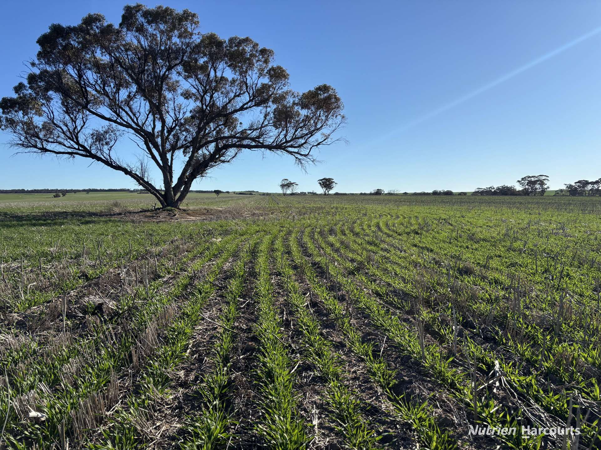 Part 'Craigmile' Cubbine Road, Quairading Auction by Farmbuy.com - image 7